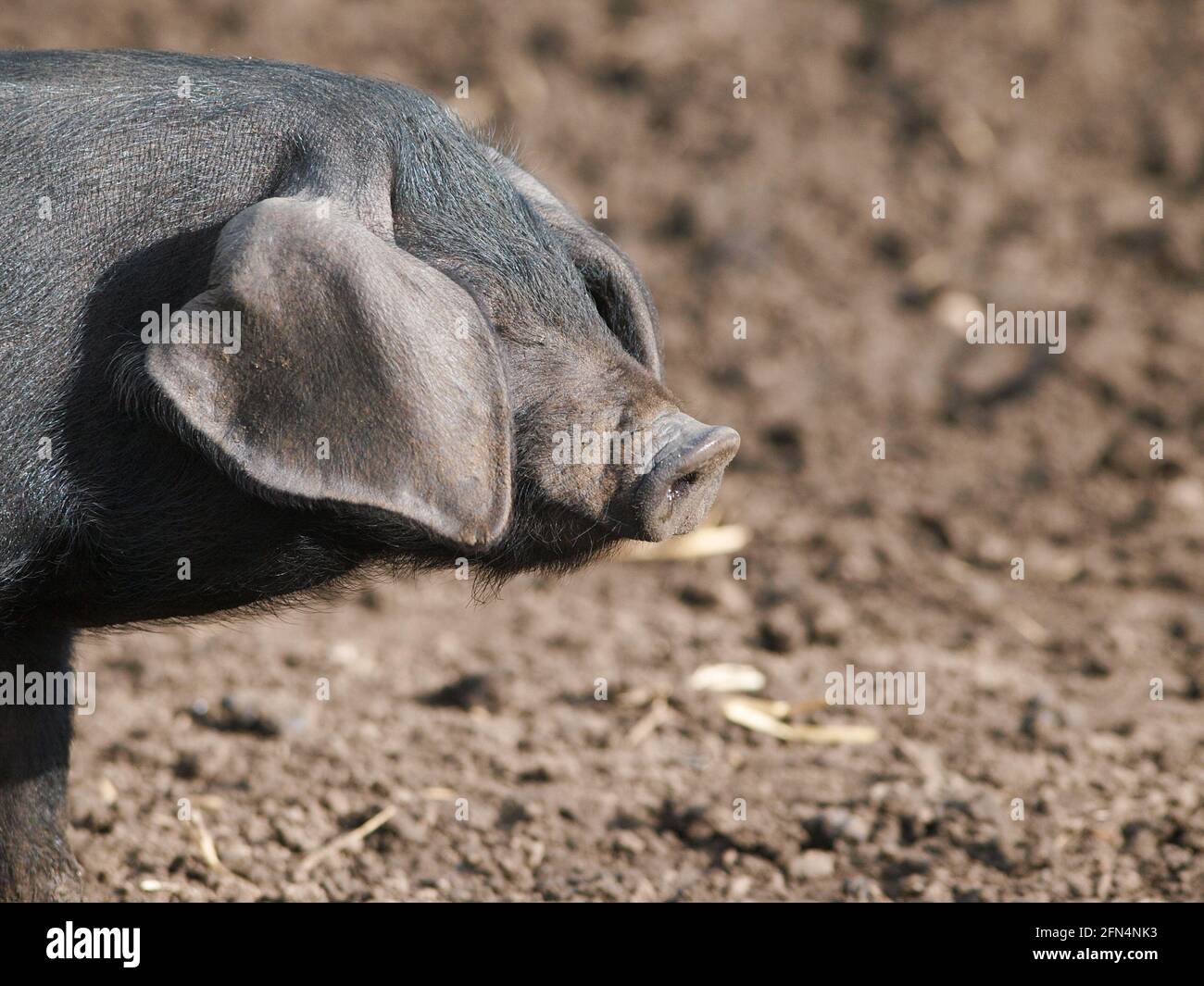 Un colpo di testa di un maiale nero Suffolk di razza rara Foto Stock