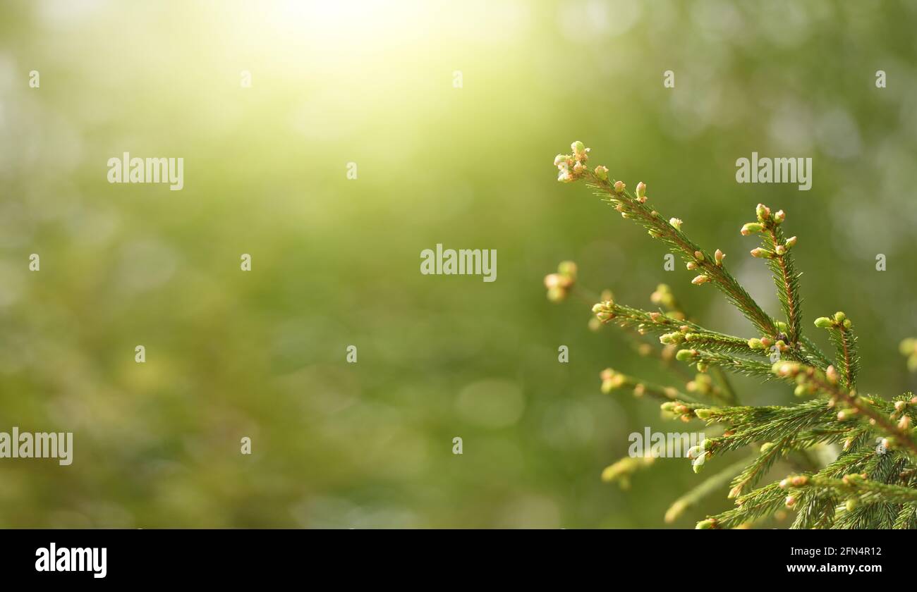 Ramo di abete rosso con germogli di primavera su sfondo verde con uno spazio per la copia Foto Stock