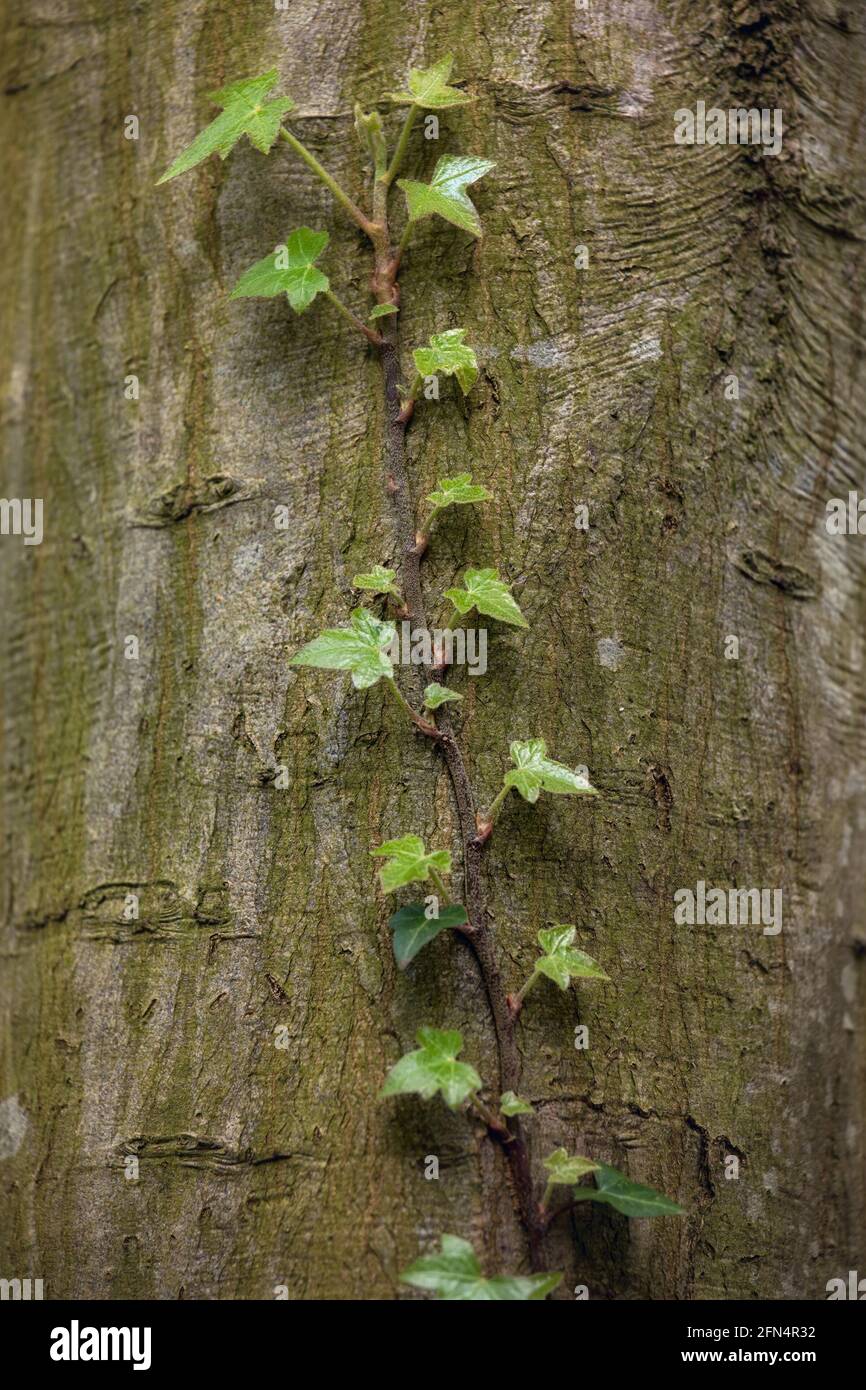 TEXTURE DI SFONDO - Nuova crescita di edera comune (Hedera Helix) crescere su un tronco di albero Foto Stock