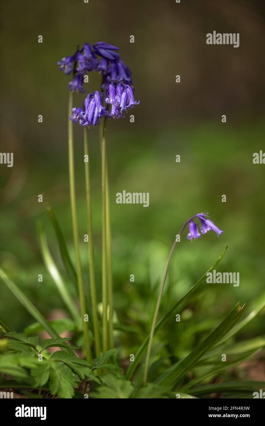 Closeup di fiori selvatici Bluebell, Hyacinthoides non-scripta, in primavera nel Regno Unito Foto Stock