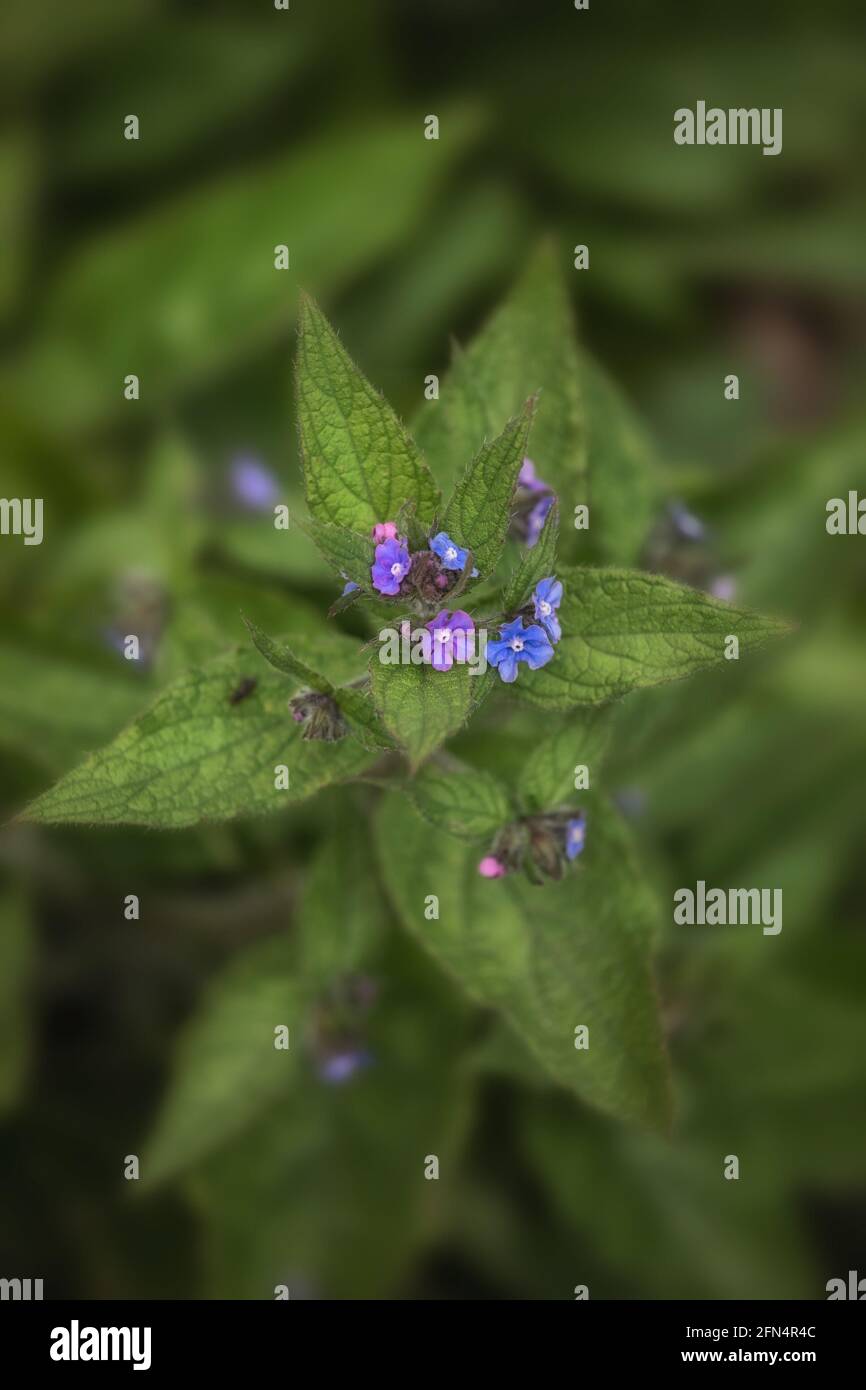 Primo piano dei fiori di legno Forget-me-Not, Myosotis sylvatica, in primavera nel Regno Unito Foto Stock