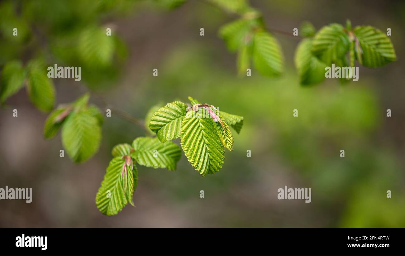 Primo piano di crescita primaverile foglie di Carpino, Carpinus betulus, con fondo di bosco sfocato Foto Stock