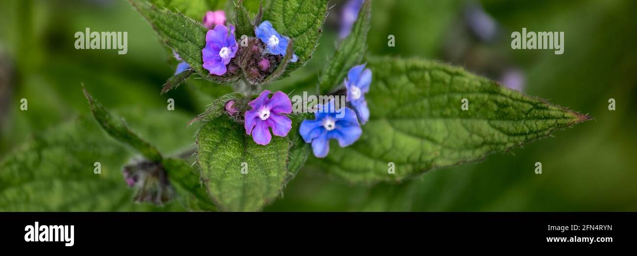 Panorama dei fiori di legno Forget-me-Not, Myosotis sylvatica, in primavera nel Regno Unito Foto Stock