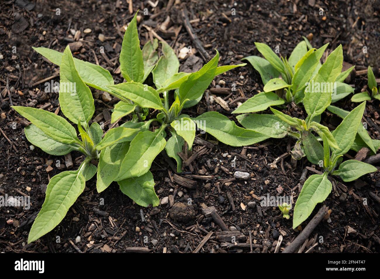 Giovani piante di carciofo di Gerusalemme in un appezzamento vegetale Foto Stock