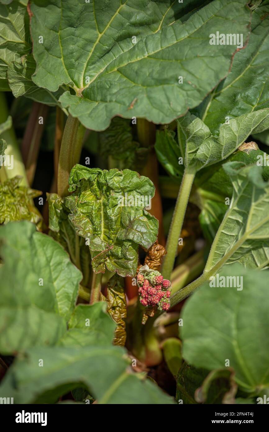 Primo piano di Rhubarb 'Victoria' con testa di fiore prima della sua rimozione per migliorare le rese Foto Stock