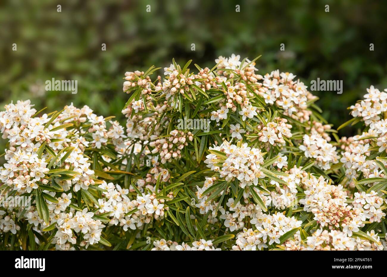Closeup di fiori di arancio messicano fiore, Choisya x dewitteana 'Aztec Pearl', Bush in primavera Foto Stock