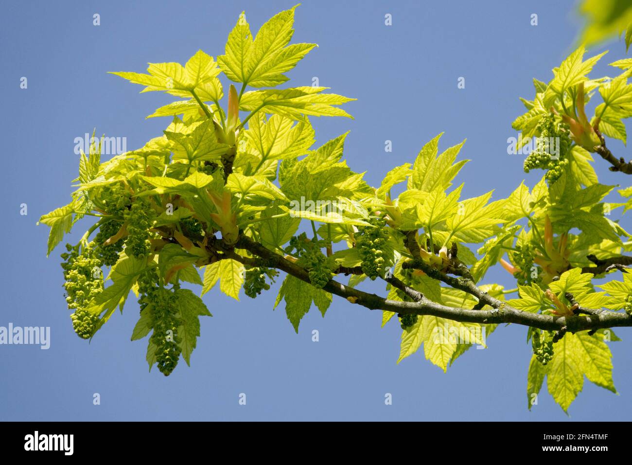 Sycamore foglie Acer pseudoplatanus Leopoldi foglie di fiore sul ramo Foto Stock