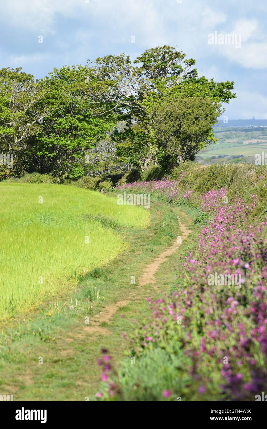 Hedgerow percorso n. 1 Foto Stock