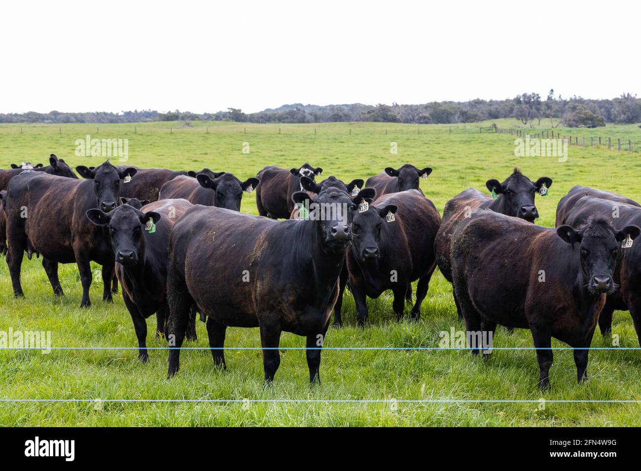 Una mandria di bovini da carne su una vacca indenne ranch fattoria Foto Stock