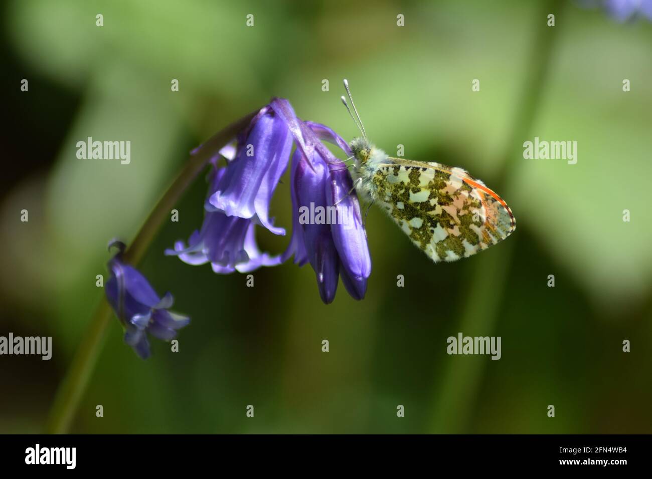 Bluebell e Butterfly Foto Stock