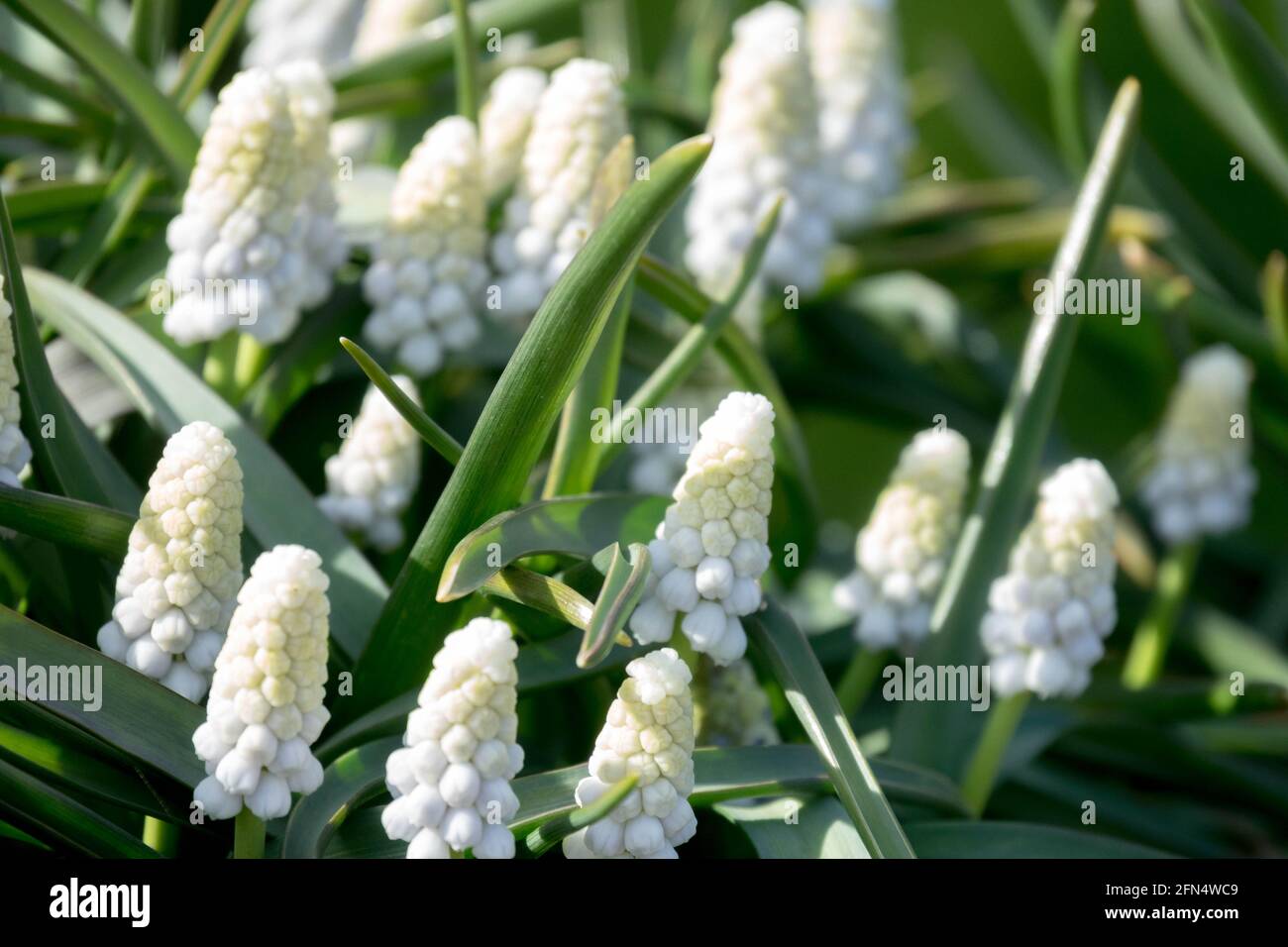 Muscari armeniacum Siberiano Tiger Fiore giacinto d'uva Foto Stock