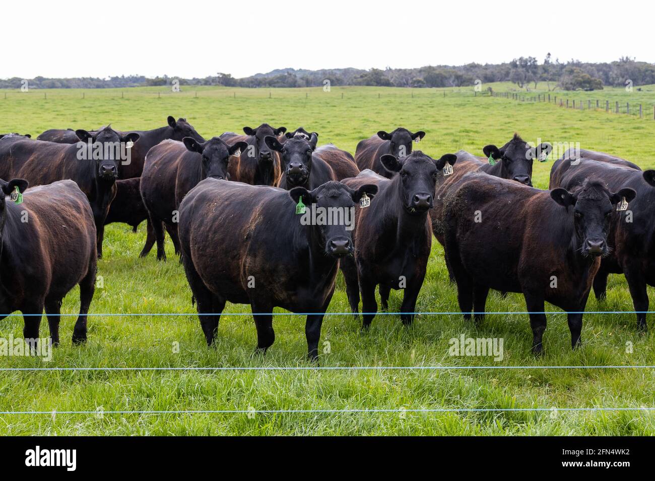 Una mandria di bovini da carne su una vacca indenne ranch fattoria Foto Stock