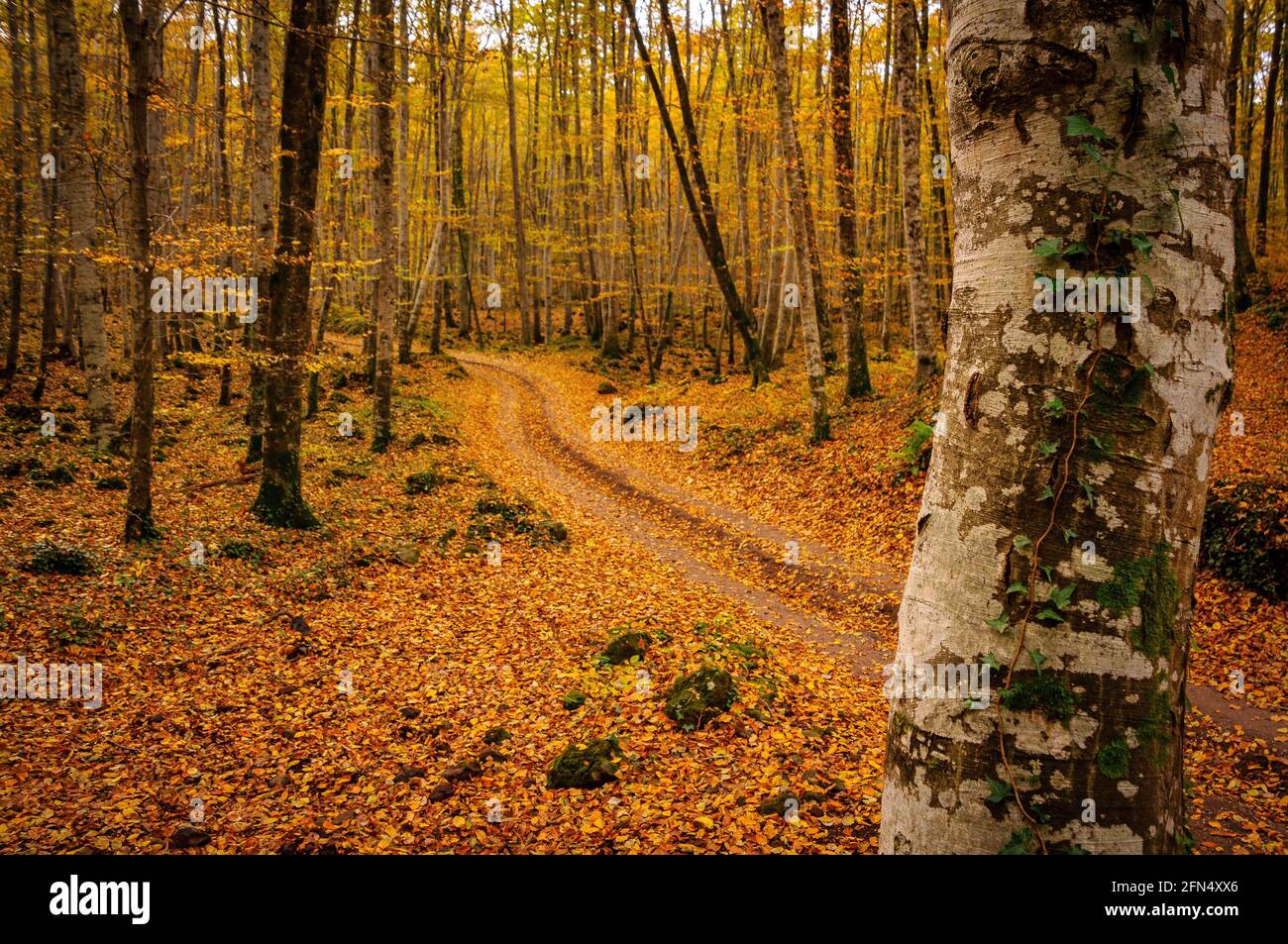 Fageda d'en Jordà faggeta, in autunno (Garottxa, Catalogna, Spagna, Pirenei) ESP: Hayedo de la Fageda d'en Jordà, en otoño (Garottxa, Cataluña) Foto Stock