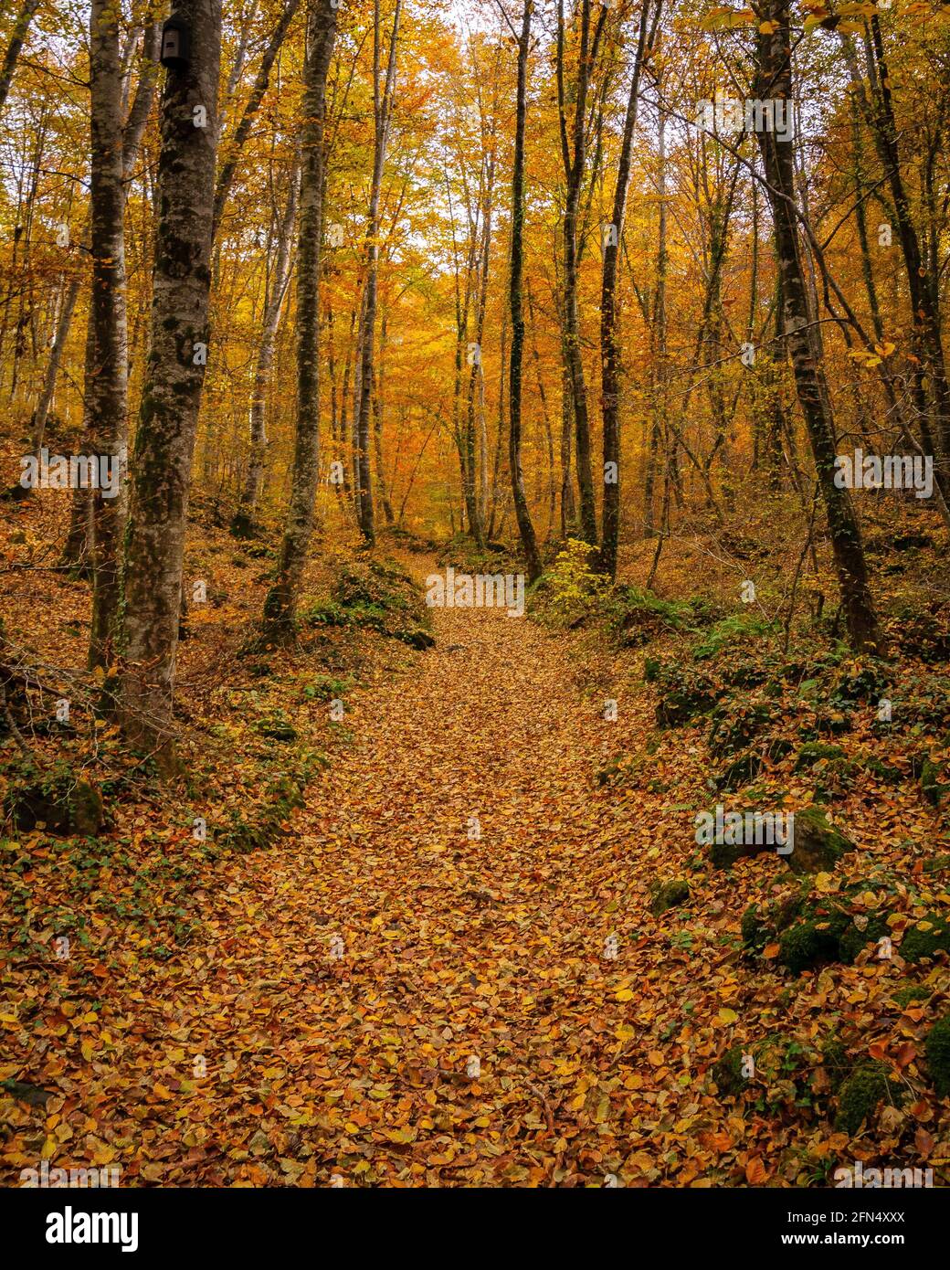 Fageda d'en Jordà faggeta, in autunno (Garottxa, Catalogna, Spagna, Pirenei) ESP: Hayedo de la Fageda d'en Jordà, en otoño (Garottxa, Cataluña) Foto Stock