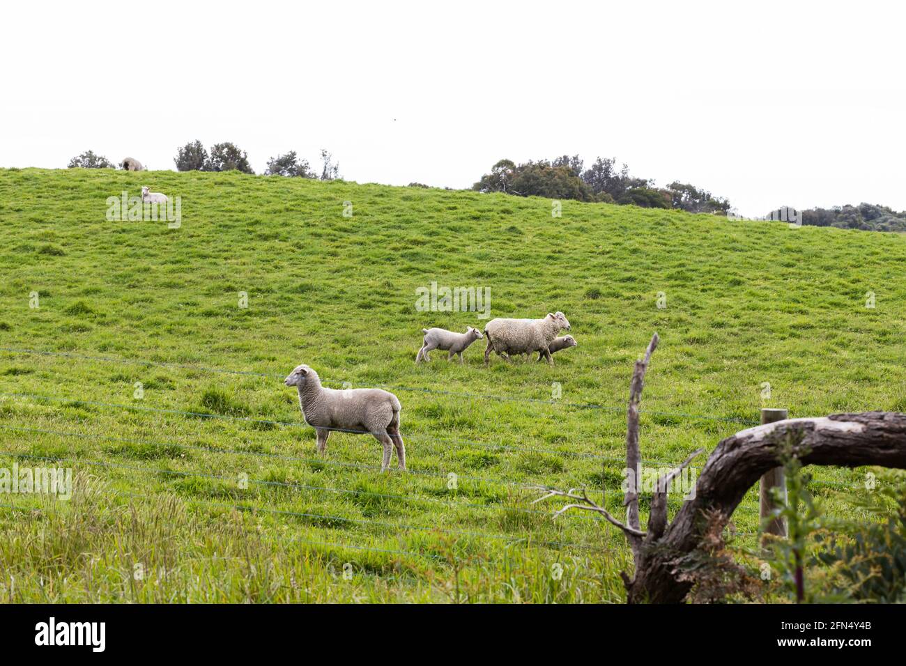 un gregge di pecore e agnelli su una gamma libera allevamento ovino Foto Stock