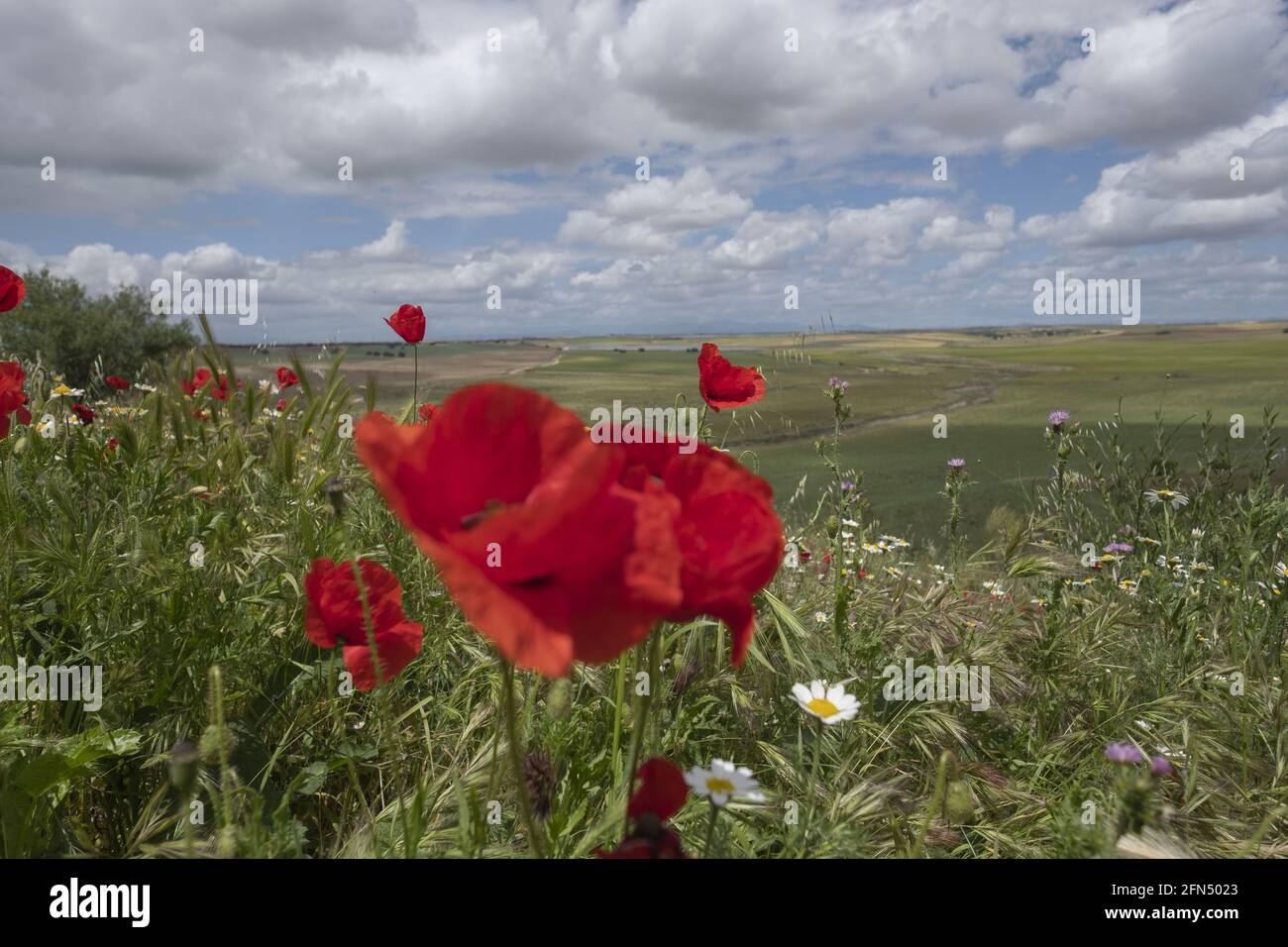Tulipani rossi che crescono in un campo selvatico Foto Stock