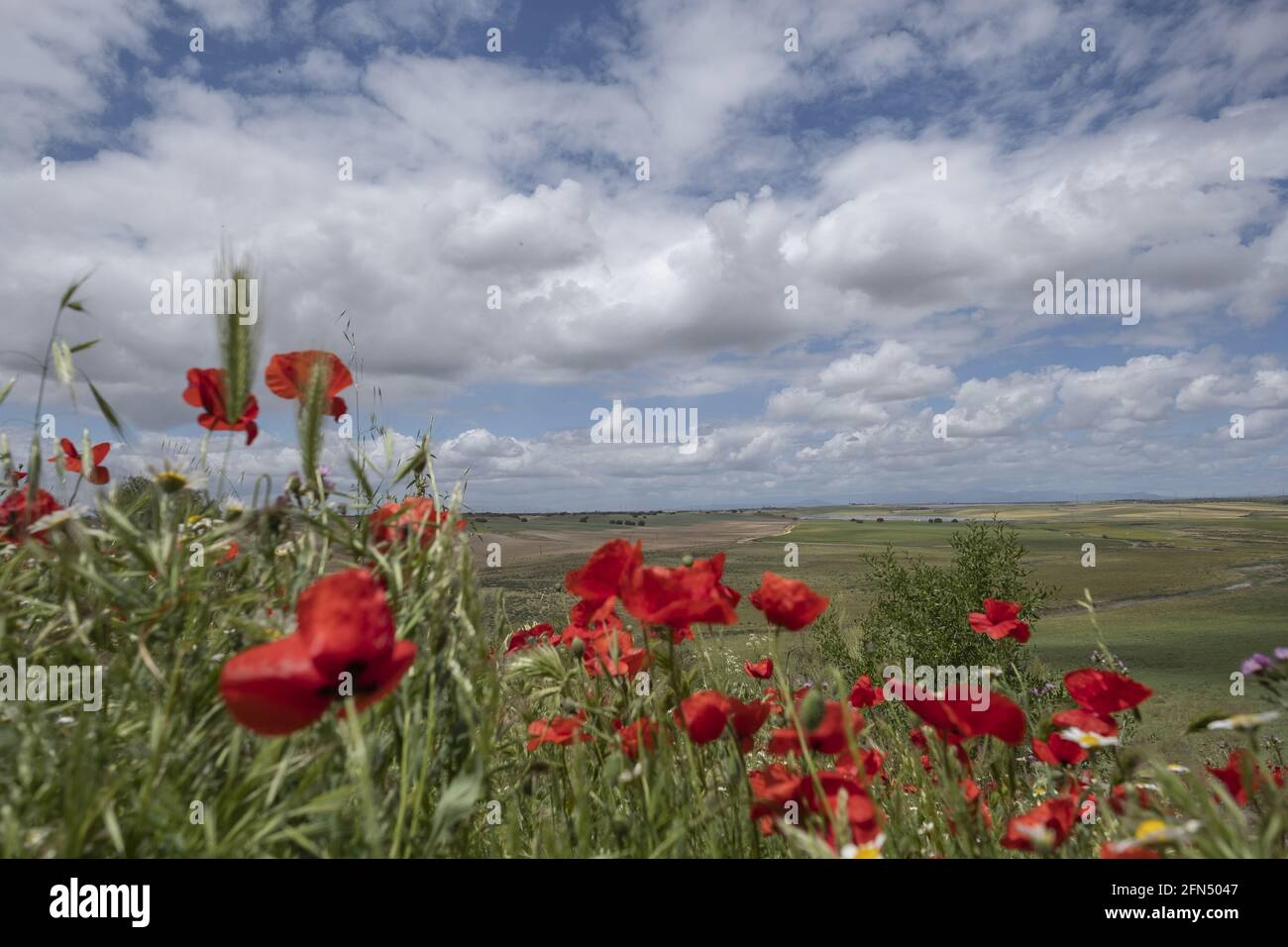 Tulipani rossi che crescono in un campo selvatico Foto Stock