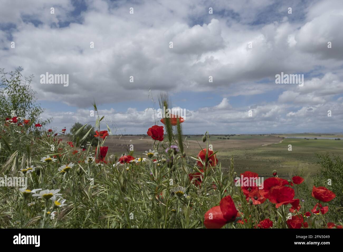 Tulipani rossi che crescono in un campo selvatico Foto Stock