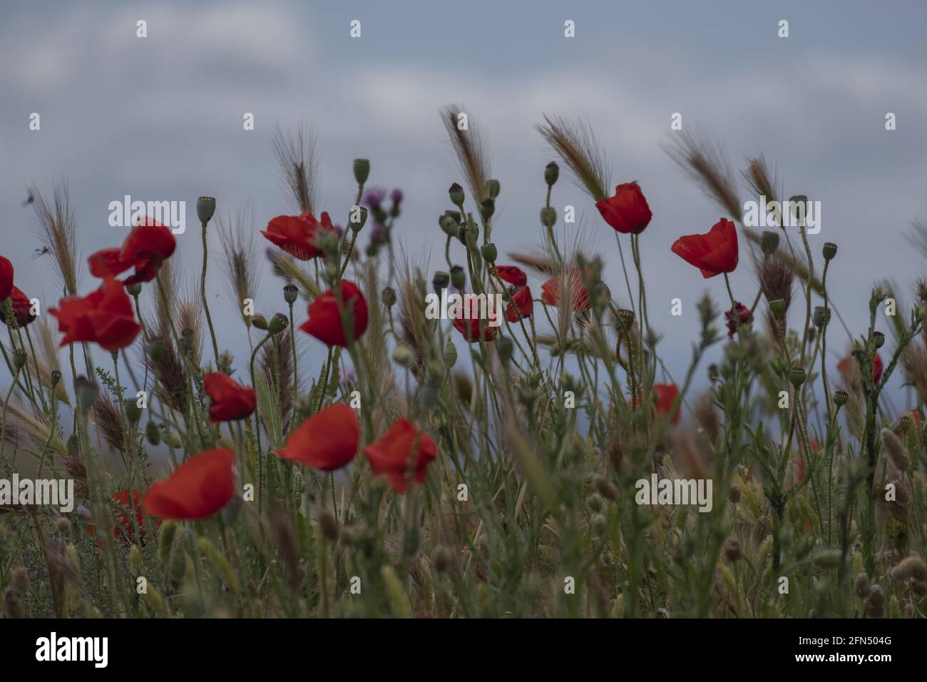 Tulipani rossi che crescono in un campo selvatico Foto Stock