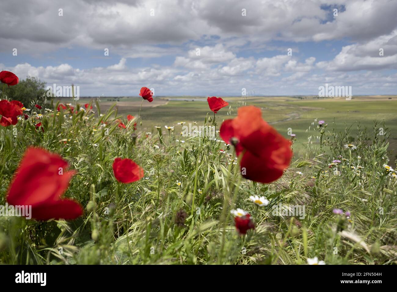Tulipani rossi che crescono in un campo selvatico Foto Stock