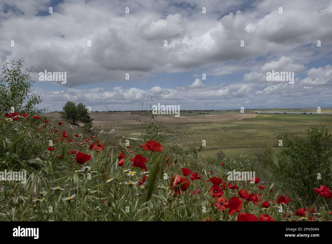 Tulipani rossi che crescono in un campo selvatico Foto Stock