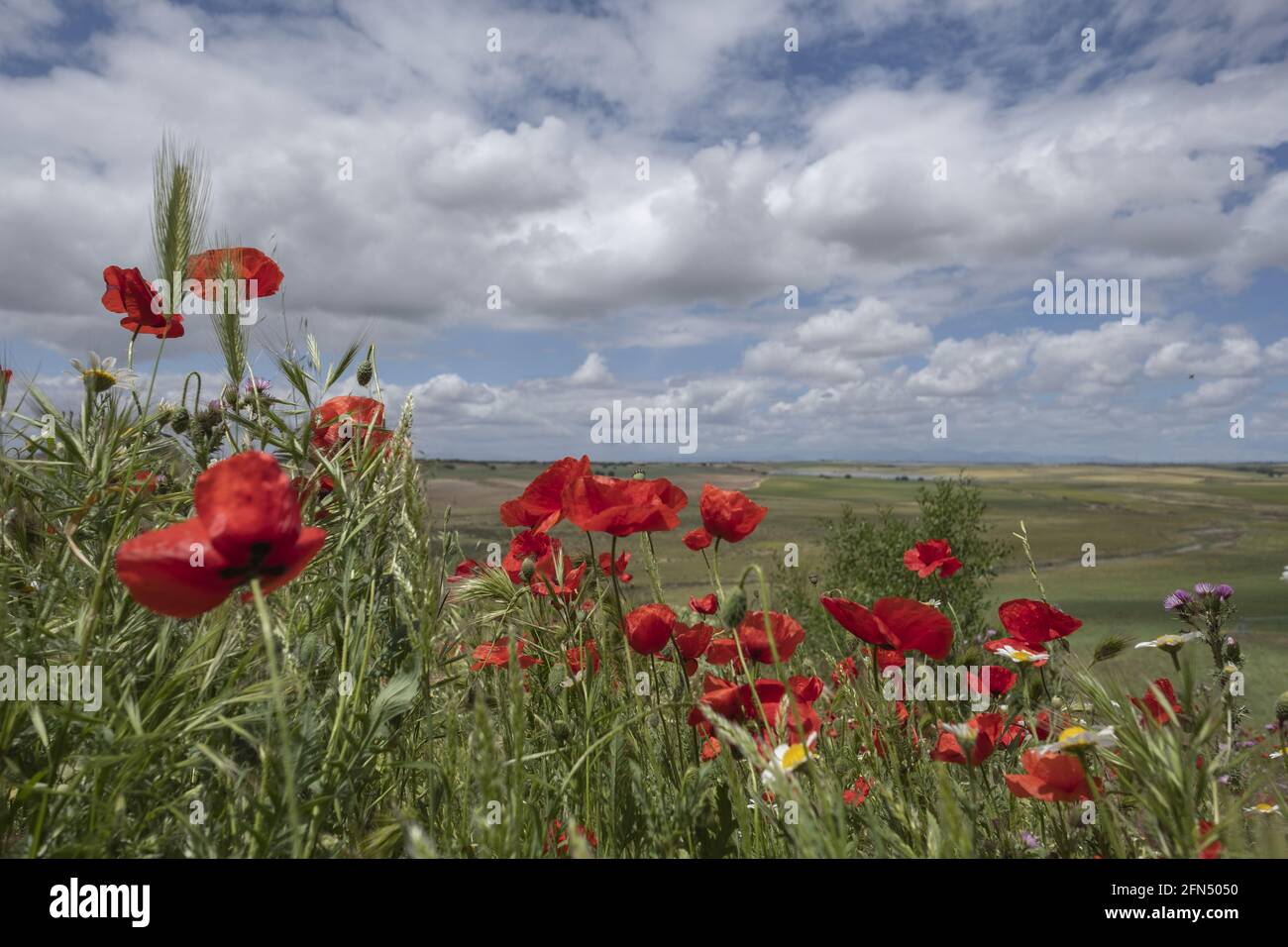Tulipani rossi che crescono in un campo selvatico Foto Stock