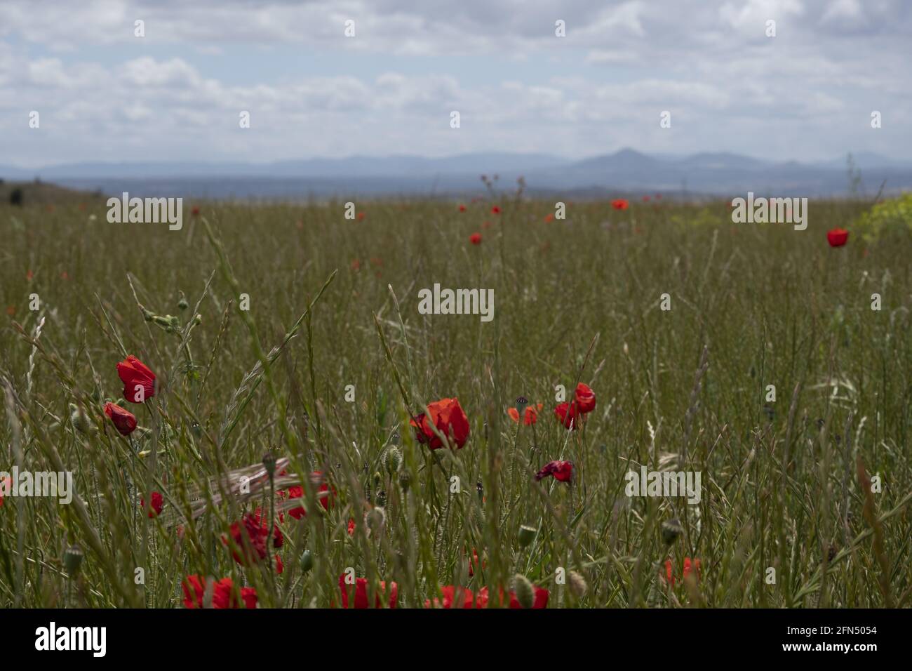 Tulipani rossi che crescono in un campo selvatico Foto Stock