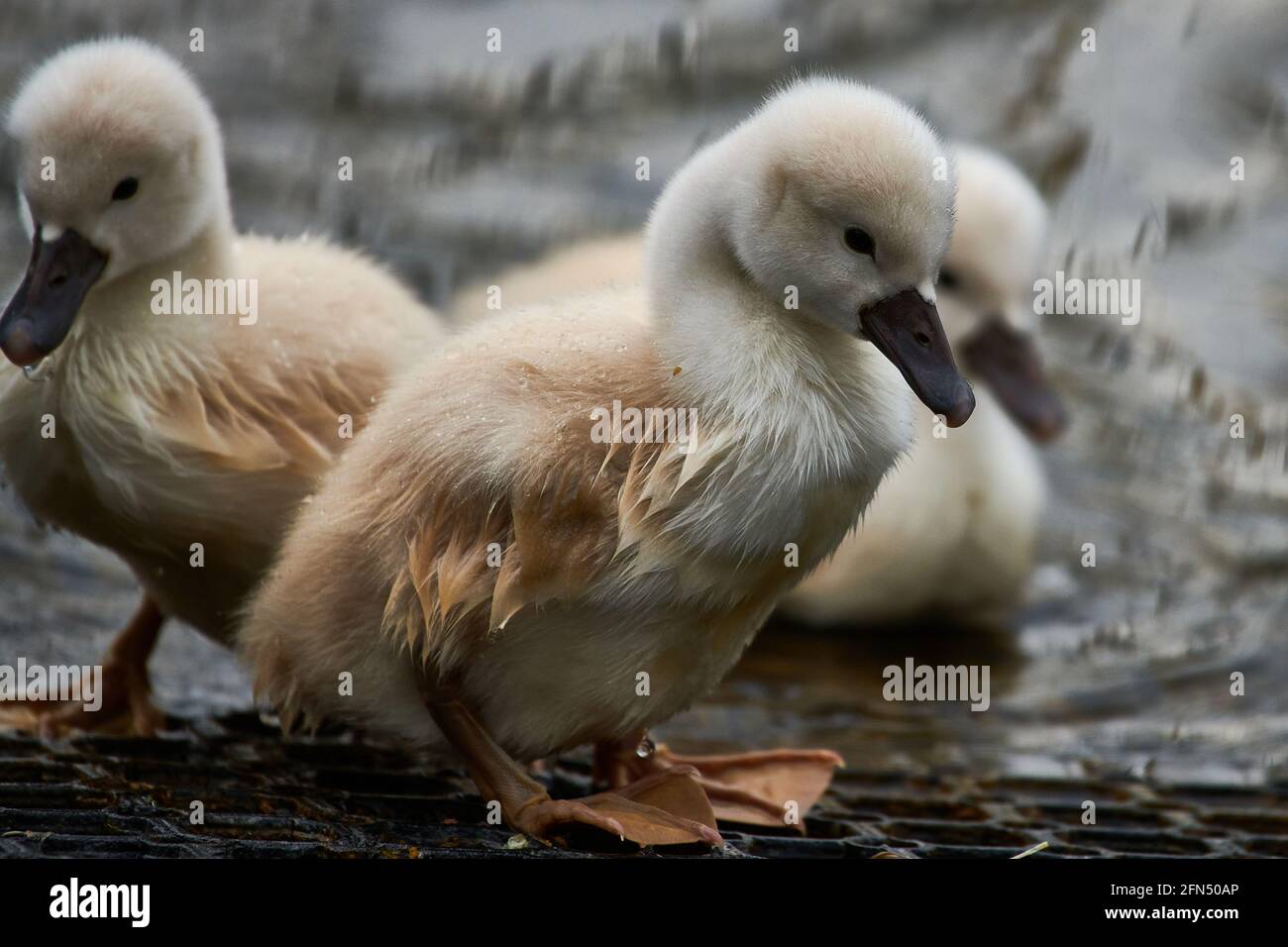 Carino cignets di un cigno muto, Cignus olor Foto Stock