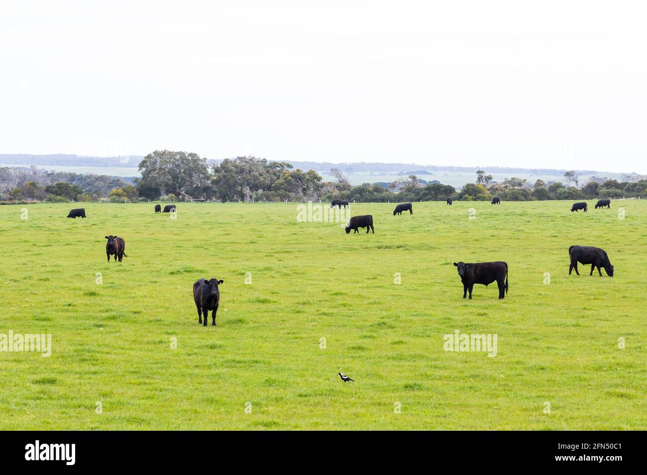 Una mandria di bovini da carne su una vacca indenne ranch fattoria Foto Stock