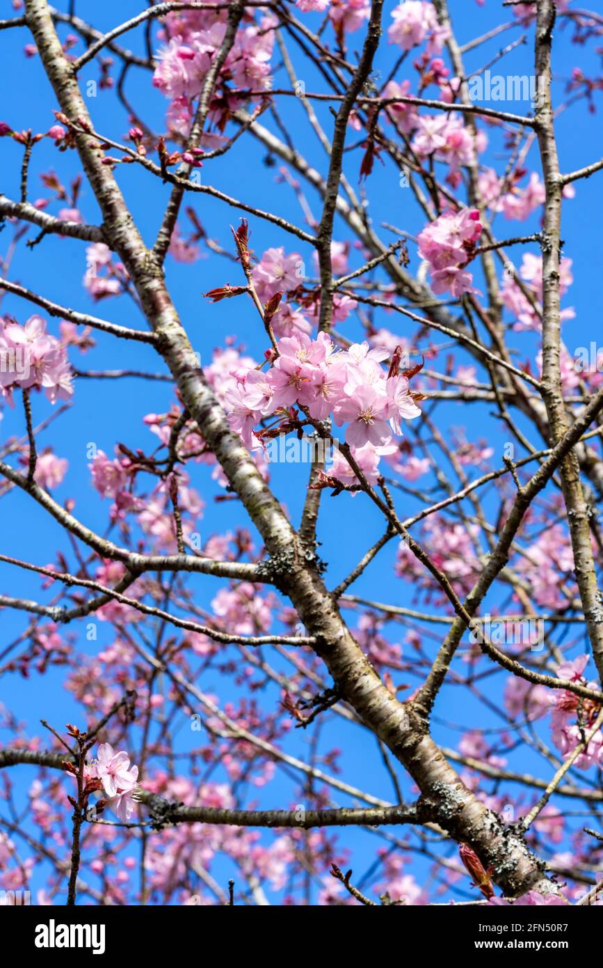 Prunus sargentii una pianta primaverile fiorente di ciliegio con fiore rosa nella stagione primaverile che è comunemente conosciuto come ciliegia di Sargent, s. Foto Stock
