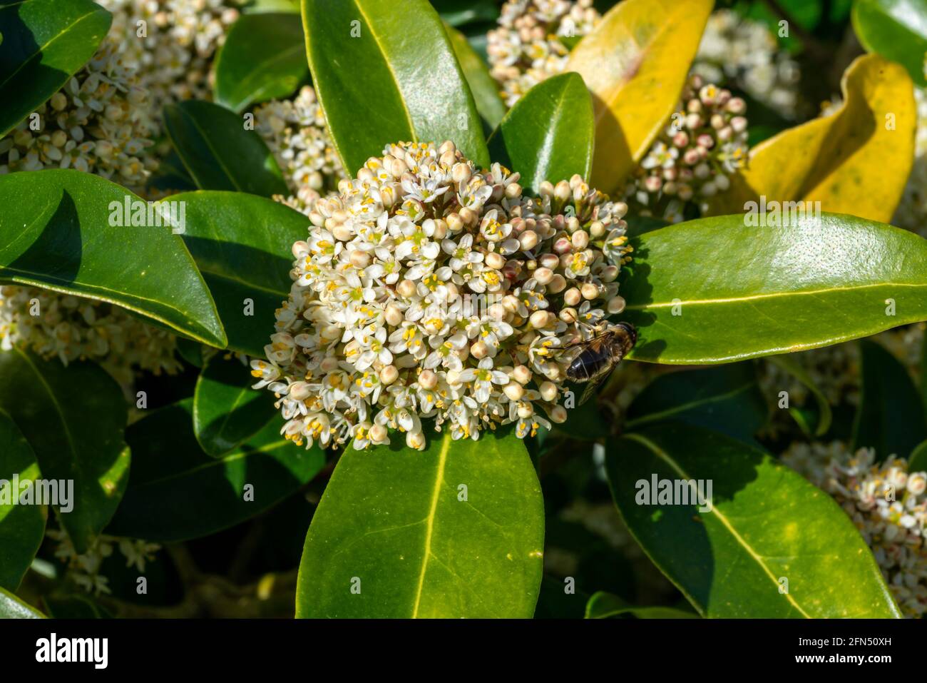 Skimmia japonica 'Fragrans' una pianta arbusto fiorente primaverile con un fiore bianco primaverile, foto d'inventario Foto Stock