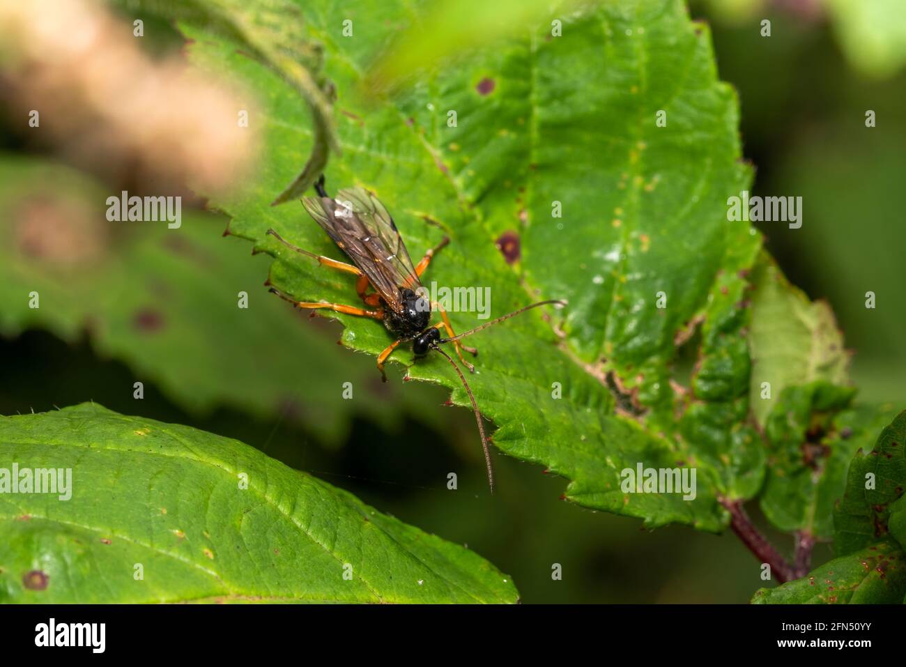 Black Slip Wasp (Pimpla rufipes) un parassita nero di insetti volanti con gambe arancioni, foto stock Foto Stock