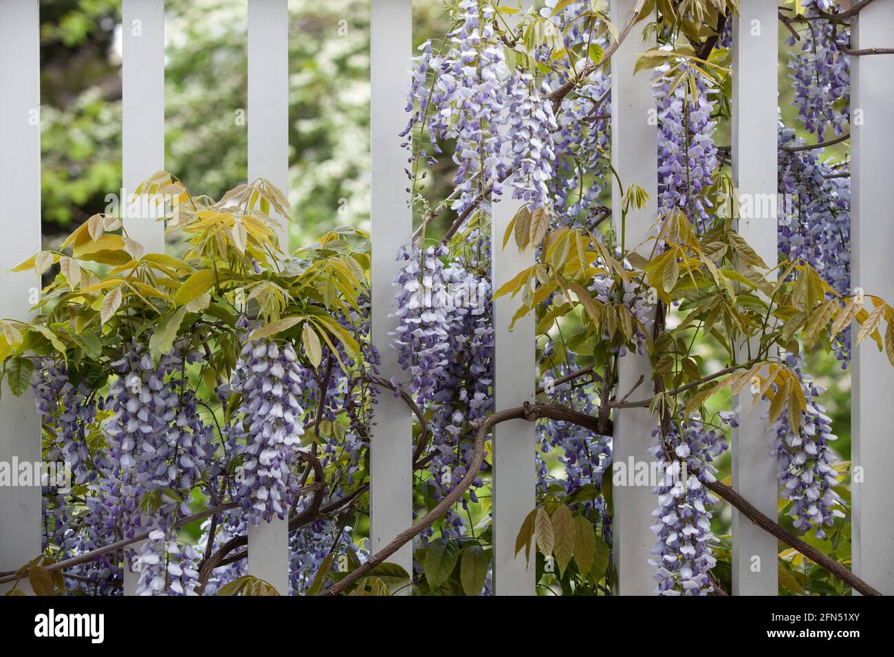 Londra, Regno Unito: In un giardino a Clapham nel mese di maggio, un wisteria sinensis 'prolifico' fiorisce su un balcone di legno bianco, i suoi lunghi racemi svincolati Foto Stock