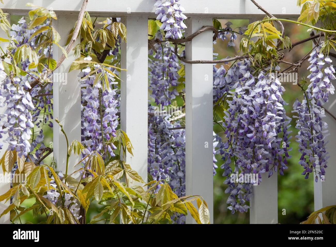 Londra, Regno Unito: In un giardino a Clapham nel mese di maggio, un wisteria sinensis 'prolifico' fiorisce su un balcone di legno bianco, i suoi lunghi racemi svincolati Foto Stock