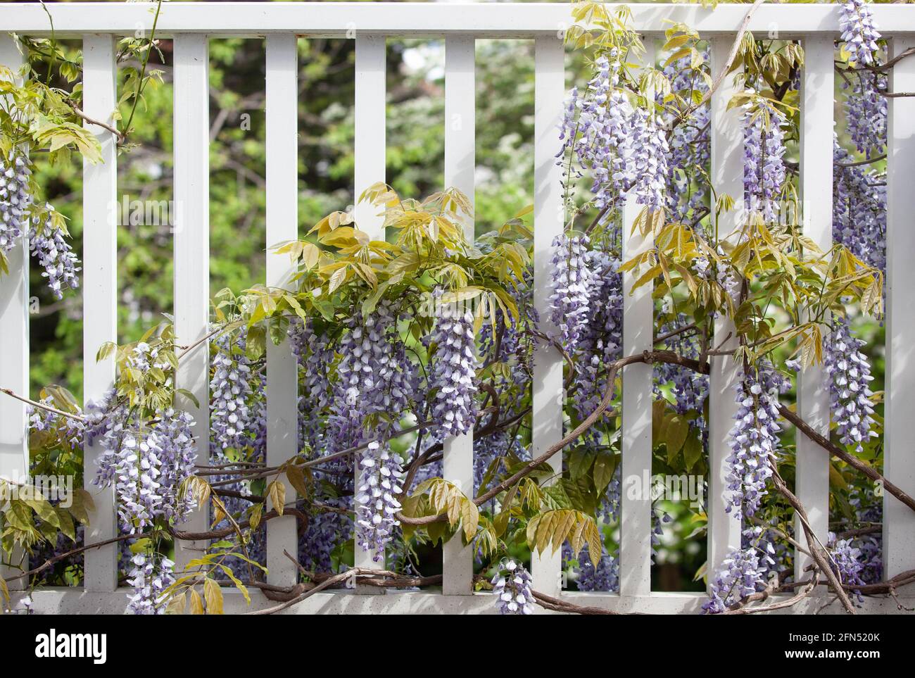 Londra, Regno Unito: In un giardino a Clapham nel mese di maggio, un wisteria sinensis 'prolifico' fiorisce su un balcone di legno bianco, i suoi lunghi racemi svincolati Foto Stock