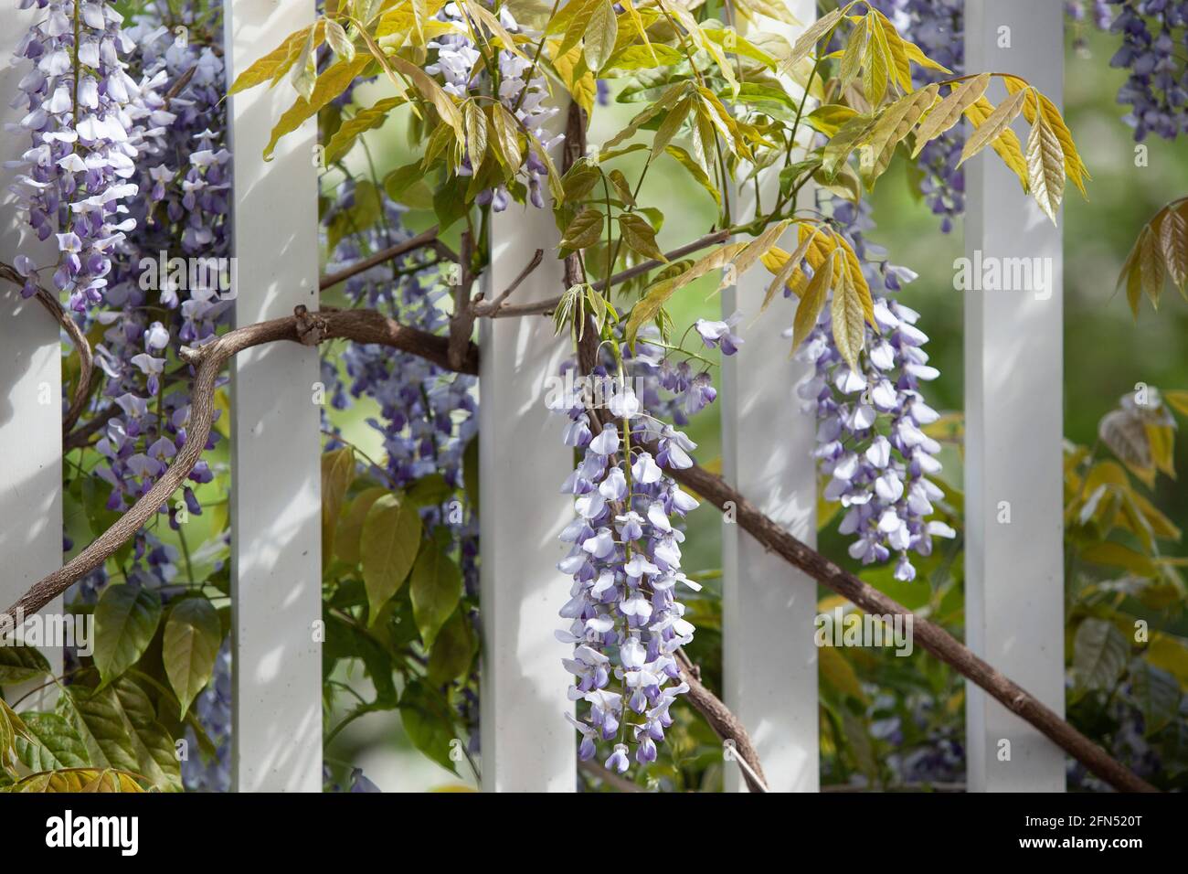 Londra, Regno Unito: In un giardino a Clapham nel mese di maggio, un wisteria sinensis 'prolifico' fiorisce su un balcone di legno bianco, i suoi lunghi racemi svincolati Foto Stock