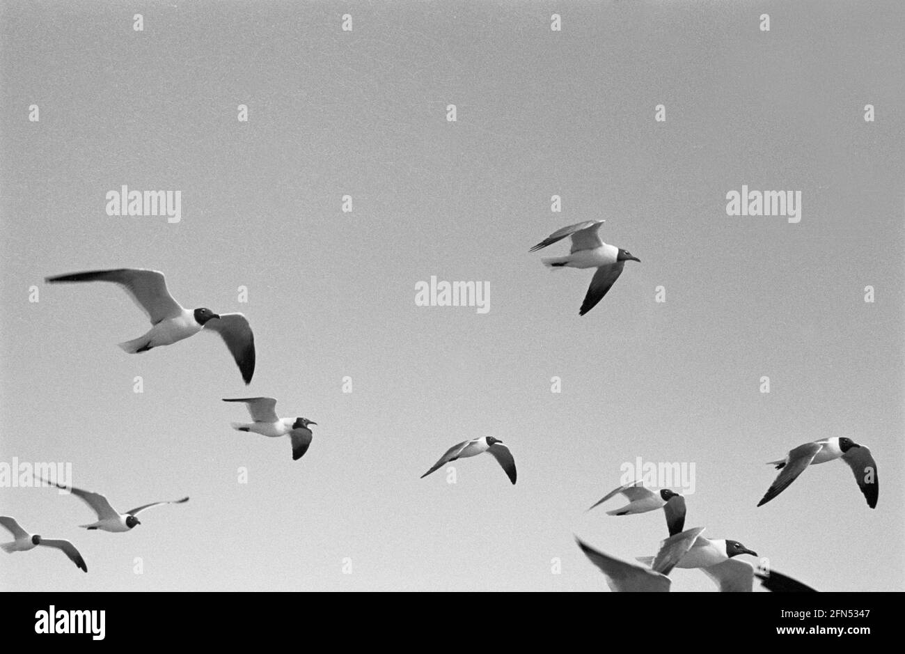 Gabbiani con testa nera, Ocracoke, NC, dicembre 1992. Parte di una serie di 35 fari della costa orientale americana fotografati tra novembre 1992 e settembre 1993. Foto Stock