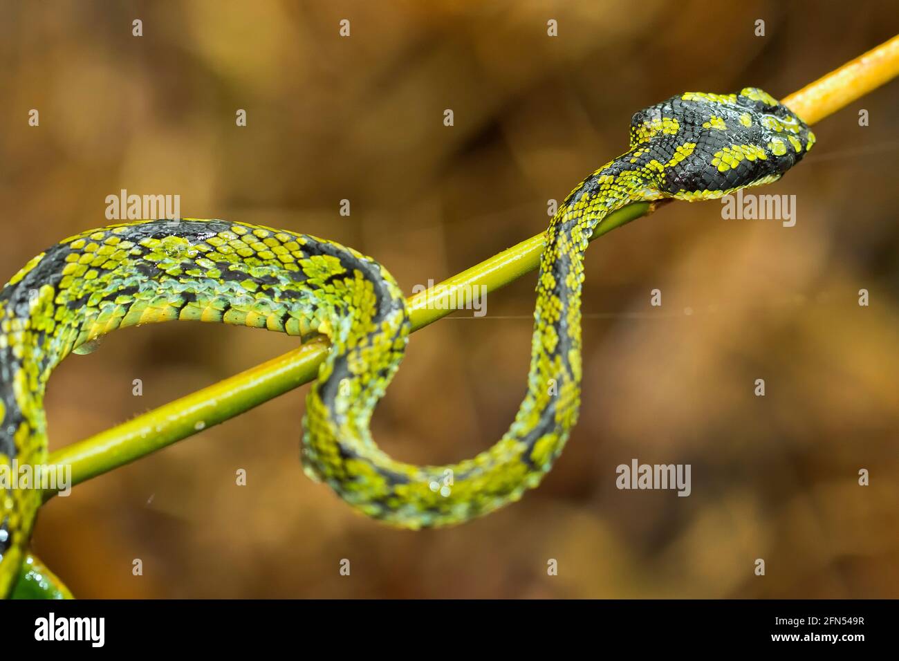 Sri Lanka Green Pit Viper, Trimeresurus trigonocephalus, Sinharaja National Park Rain Forest, Sinharaja Forest Reserve, Patrimonio dell'Umanità, UNESCO, Foto Stock