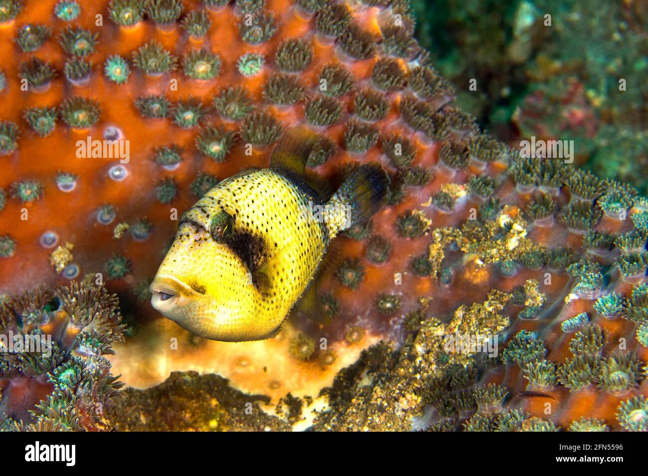 Titan Triggerfish, Balistoides viridesens, Lembeh, Sulawesi del Nord, Indonesia, Asia Foto Stock