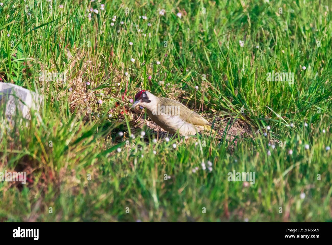 Woodpecker alla ricerca di cibo in erba Foto Stock