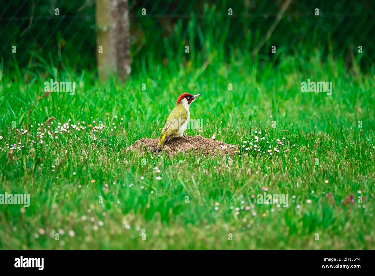 Picchio verde europeo su un chiodo di garofano in un giardino Foto Stock