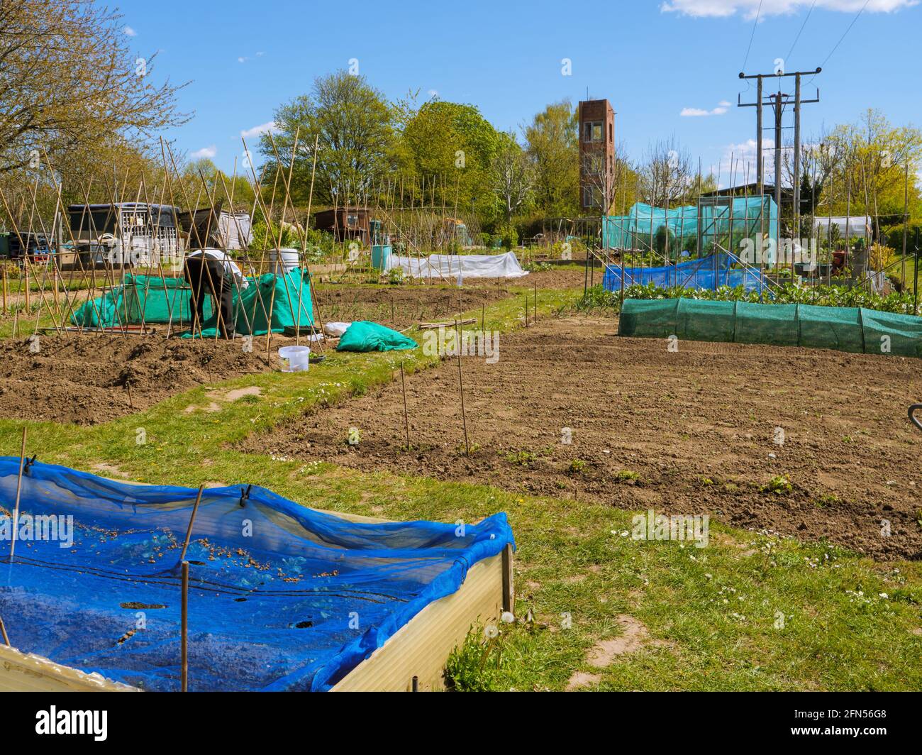 Persone che coltivano frutta e verdura in un'assegnazione a Uckfield, Sussex orientale, Inghilterra Foto Stock