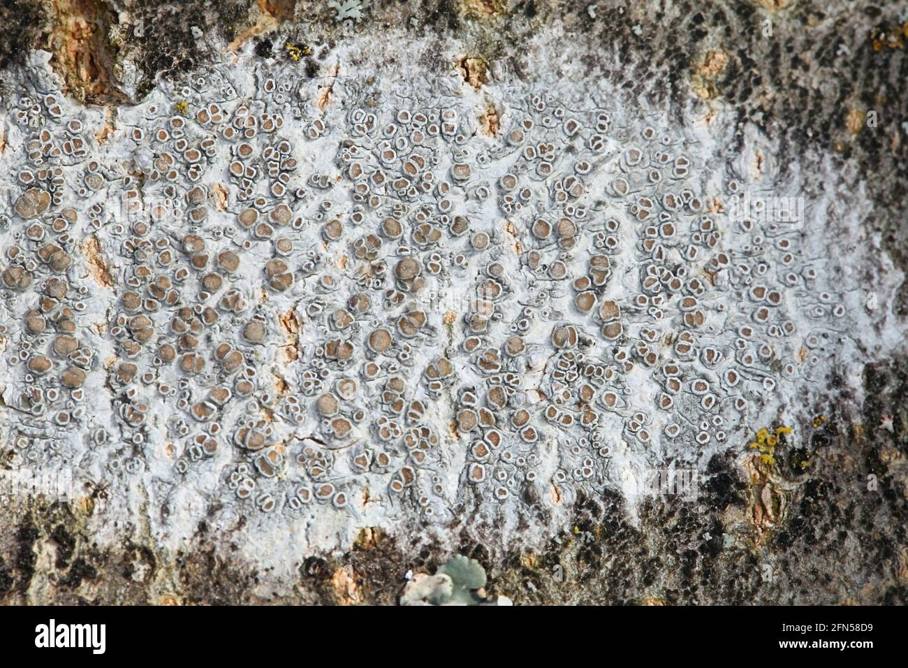 La carpinea di Lecanora, un lichen del bordo epifitico senza nome inglese comune Foto Stock