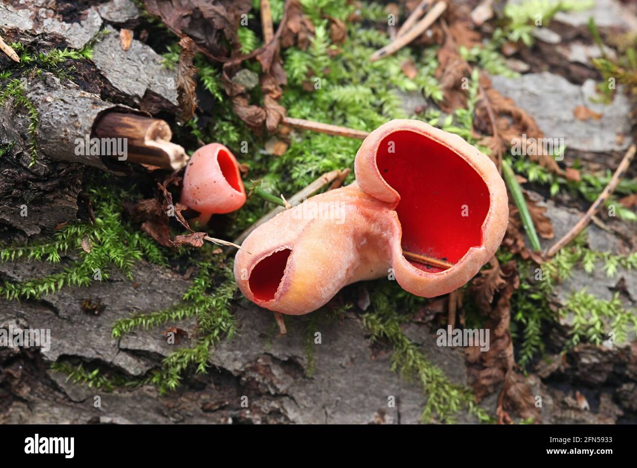 Sarcoscopypha austriaca, conosciuta come la coppa di elfetto scarlatto, fungo selvatico dalla Finlandia Foto Stock