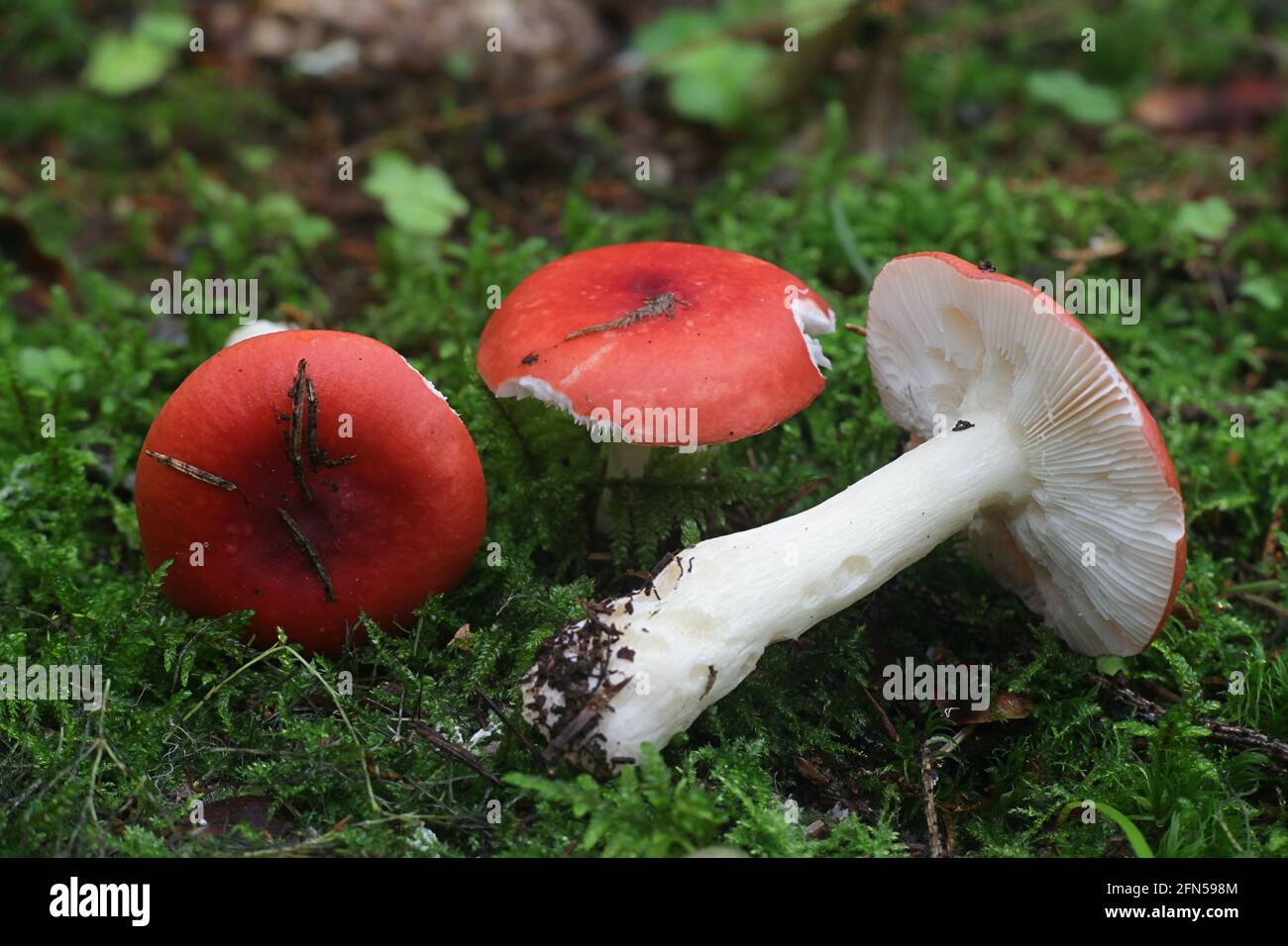 Russula emetica, comunemente nota come falciante, russula emetica, o russula vomito, fungo selvatico dalla Finlandia Foto Stock