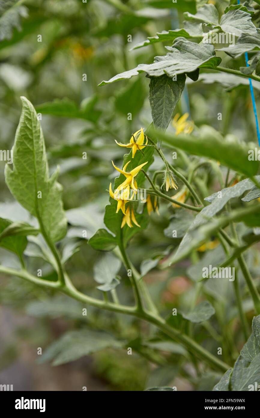 Giovane pianta di pomodoro coltivata in serra. Concetto di piante di casa di primavera. Piante stagionali. Fioritura primaverile Foto Stock