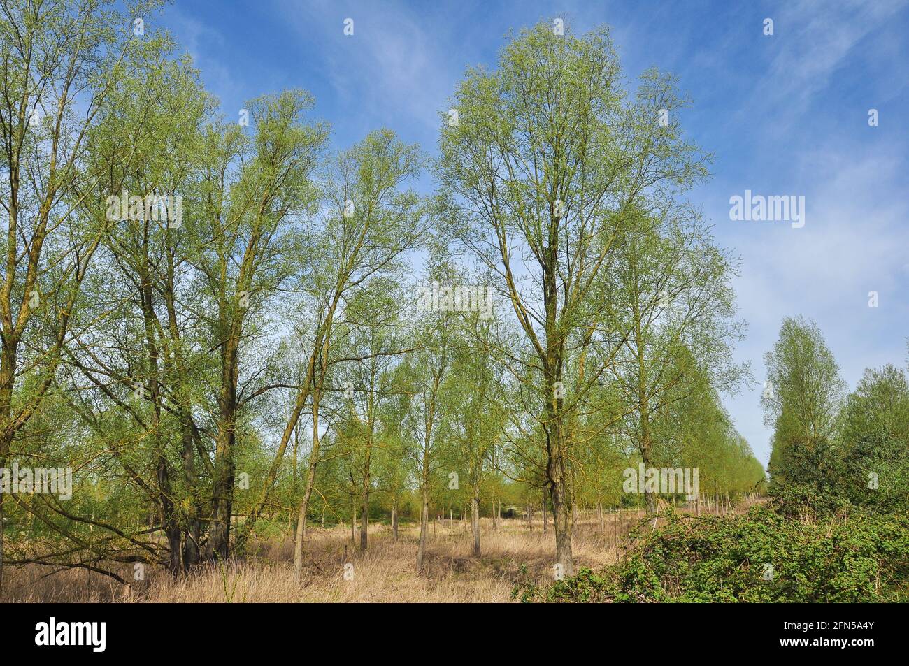 Alberi in primavera, Burymead Springs, Hitchin, Hertfordshire, Inghilterra, REGNO UNITO Foto Stock