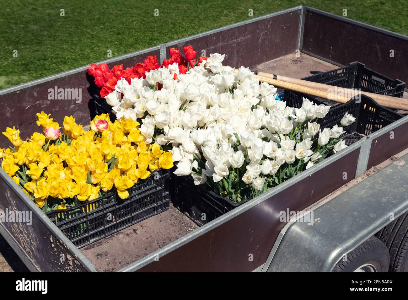 Primo piano furgone carico aperto semi-rimorchio pieno di multicolore tulipano brillante fiori con bulbo in vendita presso la fiera agricola di fest all'aperto Foto Stock