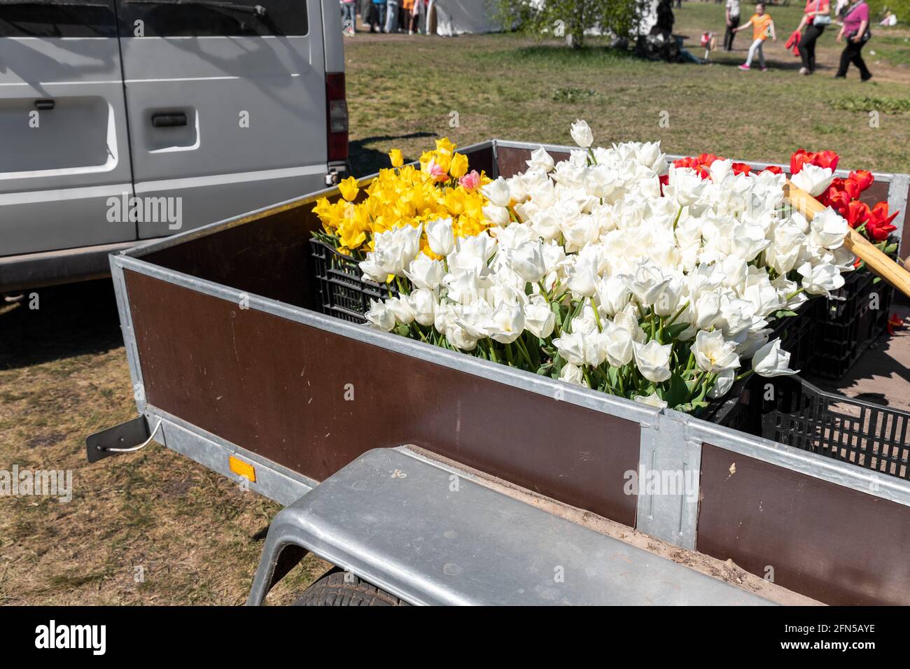 Primo piano furgone carico aperto semi-rimorchio pieno di multicolore tulipano brillante fiori con bulbo in vendita presso la fiera agricola di fest all'aperto Foto Stock