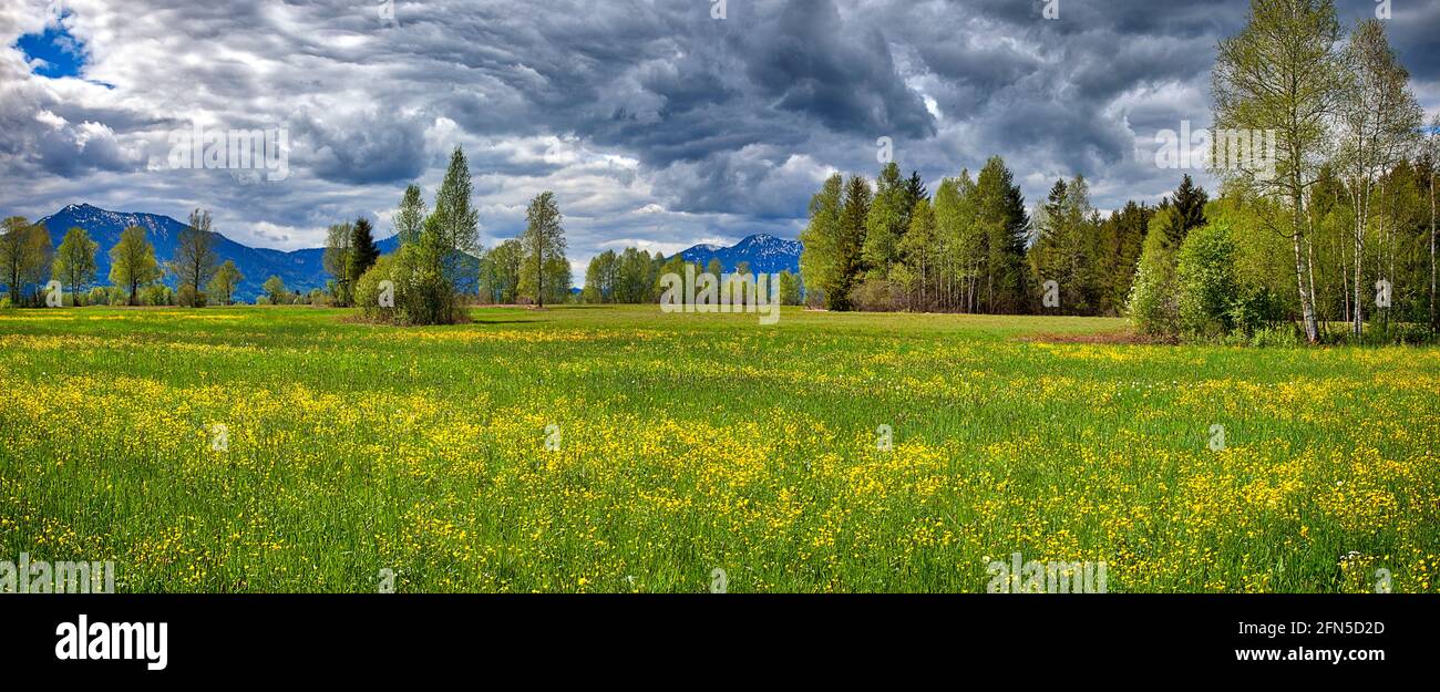 DE - BAVARIA: Primavera al Moor di Loisach nei pressi di Benediktbeuern (HDR-Panorama) Foto Stock